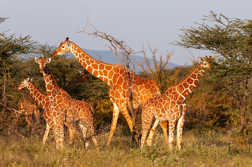 A herd of Masai giraffes eating Samburu Game Reserve-Kenya